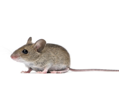 Field Mouse (Apodemus sylvaticus) - Pest Solutions - Pest Control