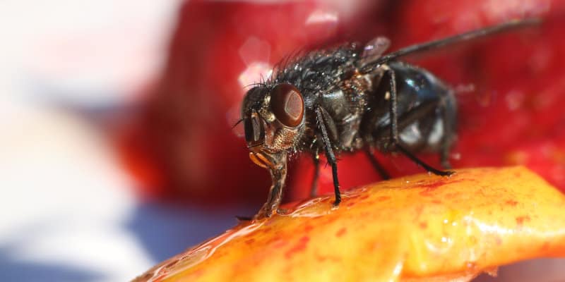 Flying Insect Control Glasgow - Pest Solutions - Pest Control