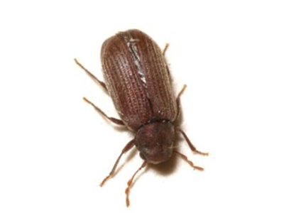 Furniture Beetle Anobium Punctatum Pest Library Pest Solutions