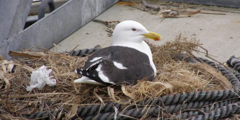 Gull Nest Removal Glasgow - Pest Solutions - Pest Bird Control