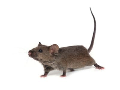 House Mouse (Mus domesticus) - Pest Solutions - Pest Control