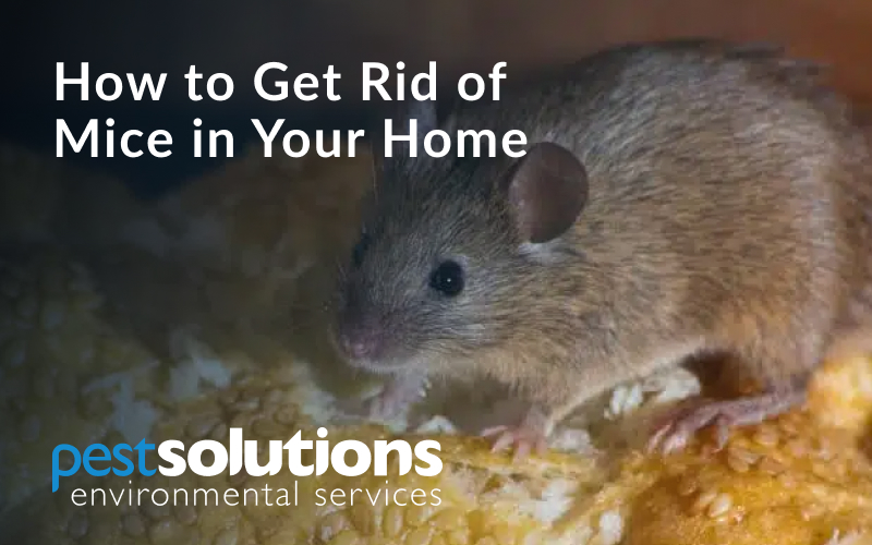 How To Get Rid Of Mice Pest Control Tips Pest Solutions