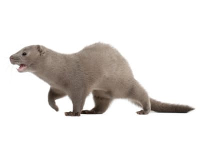 Mink (Mustela vison) - Pest Solutions - Pest Control