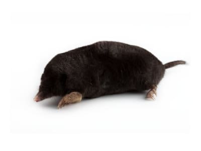 Moles (Talpa europaea) - Pest Solutions - Pest Control