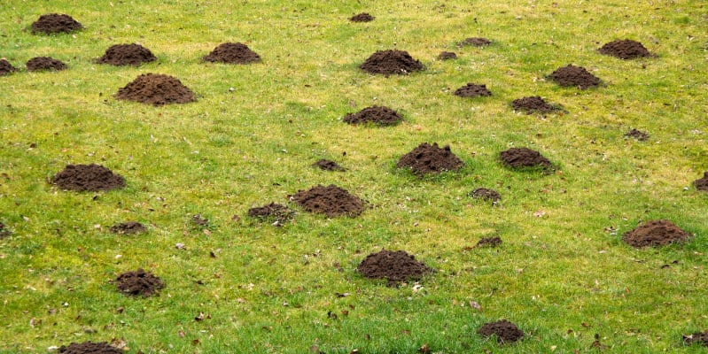 Moles (Talpa europaea) - Pest Solutions - Pest Prevention