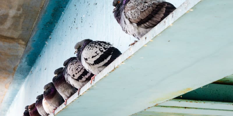 Leading firms for Pigeon Control