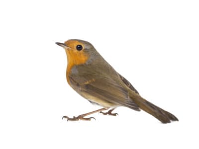 Robins (Erithacus rubecula) - Pest Solutions - Pest Control