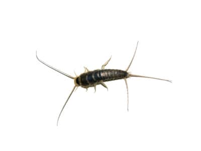 Silverfish Lepisma Saccharina Pest Library Pest Solutions