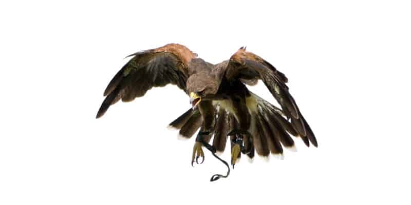 Visual Bird Scaring - Bird of Prey - Pest Solutions - Bird Control Glasgow