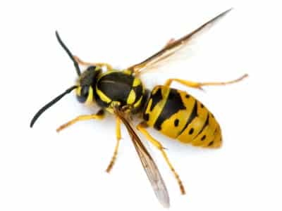 Wasps-Vespula-Vulgaris-Pest-Solutions-Pest-Control
