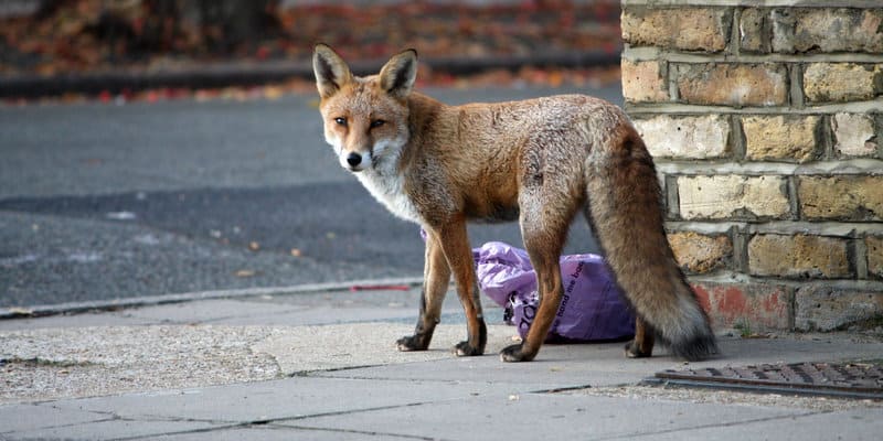 Wildlife Management Glasgow - Pest Solutions - Pest Prevention