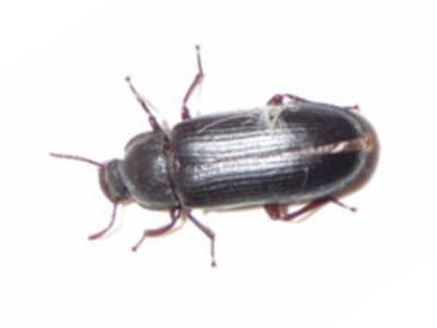 Yellow Mealworm Beetle (Tenebrio molitor) - Pest Solutions - Pest Control